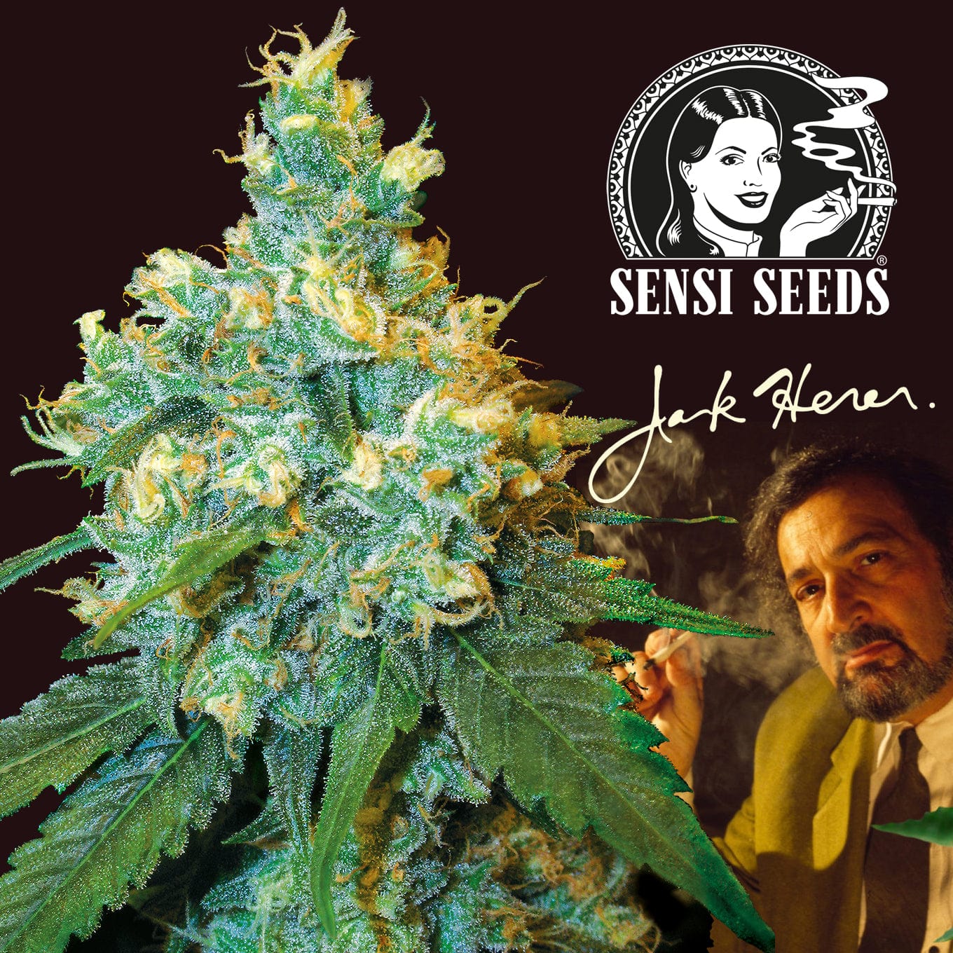 Sensi Seeds Jack Herer
