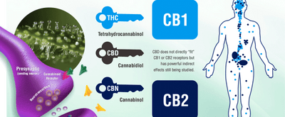 Was sind Cannabinoid Rezeptoren?
