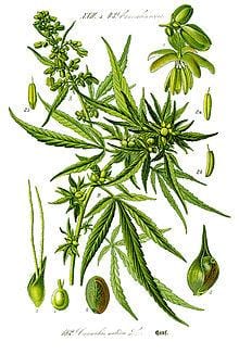 10 Fakten über Hanf (Cannabis Sativa L.)