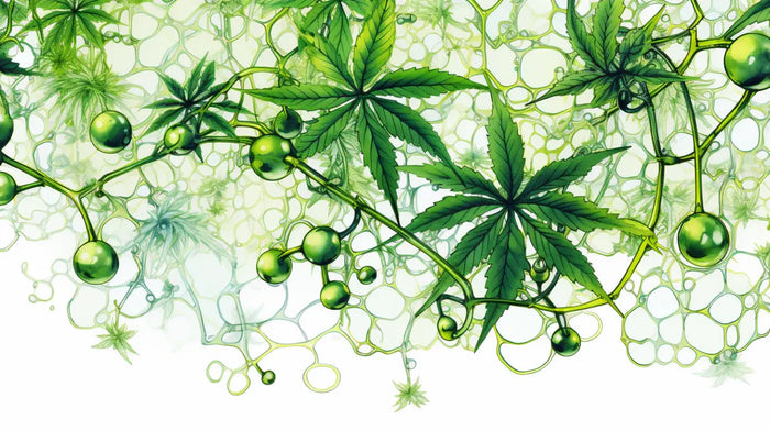 Cannabis Legalisierung Deutschand