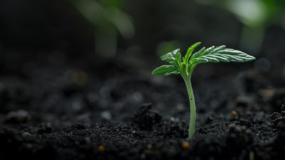 Seedfinder: 10 Schritte von der Auswahl, über das Keimen, bis zum Anbau von THC-Samen
