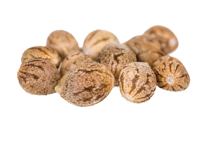 Cannabis Samen Keimen