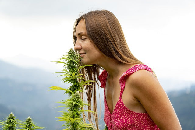 CBD Wirkung Körper