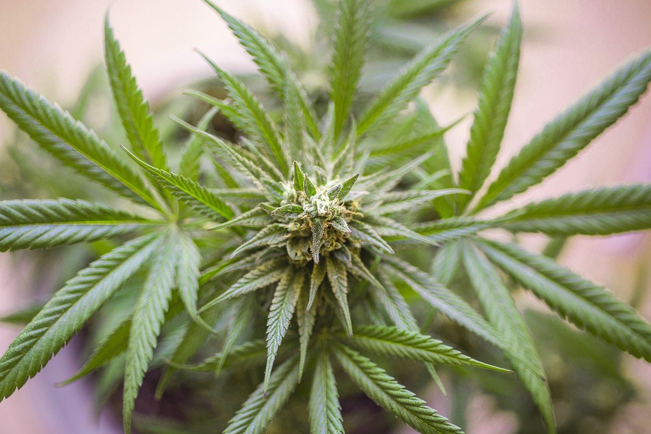 CBD Blüten Qualität 