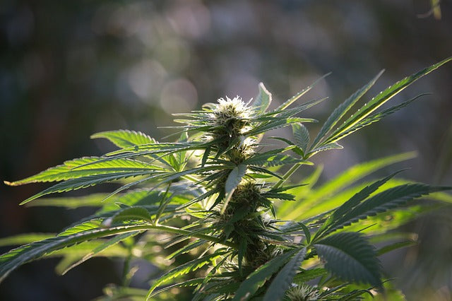 CBD Blüten Tabak