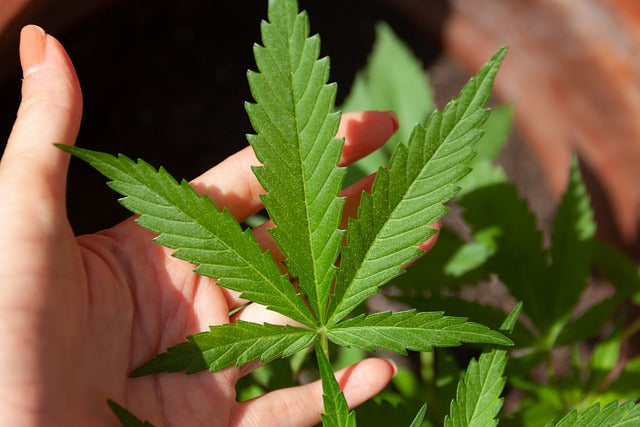 CBD Öl Hanfsamenöl