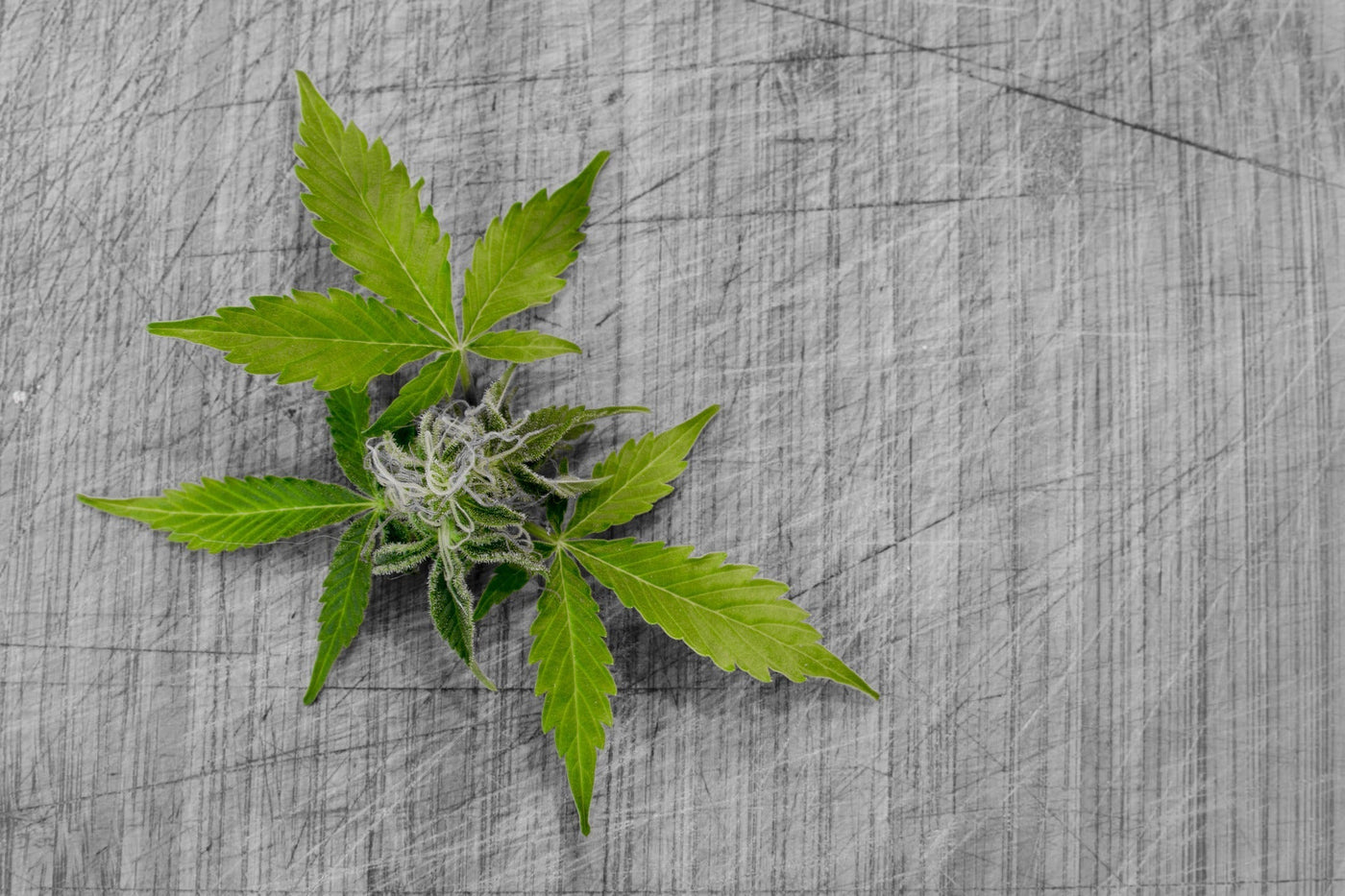 Fakten CBD Blüten