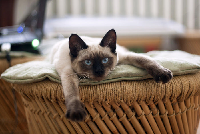 CBD Öl Katzen