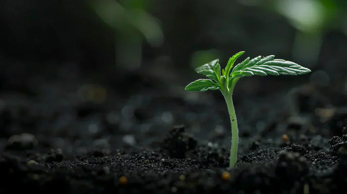 Seedfinder: Cannabis Samen Ratgeber 2026 – Auswahl & Anbau