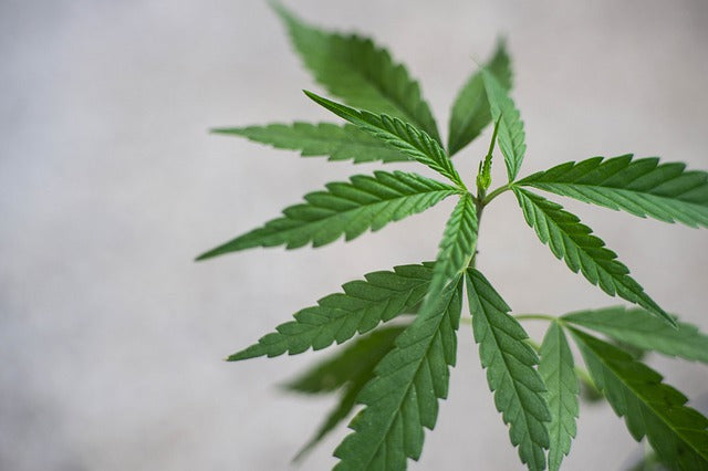 Vorteile von CBD-Öl