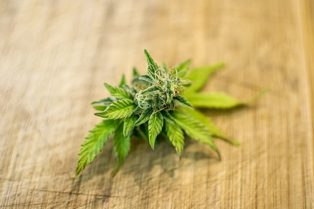 CBD Blüten FAQ