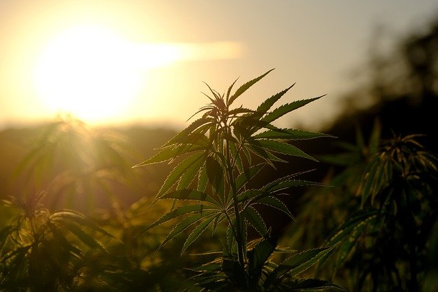 cbd und thc