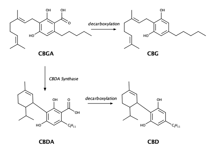 CBG Öl CBG Blüten