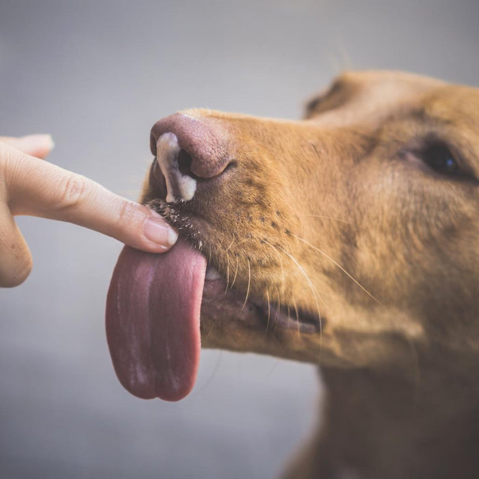 CBD für Ihren Hund: Das sind die größten Vorteile und Risiken