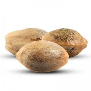 Hanfsamen gesund essen