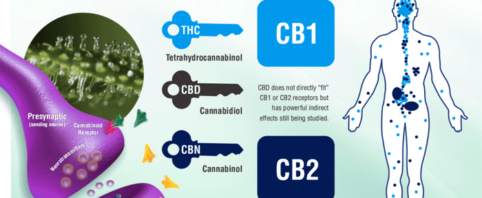 Cannabinoid Rezeptoren