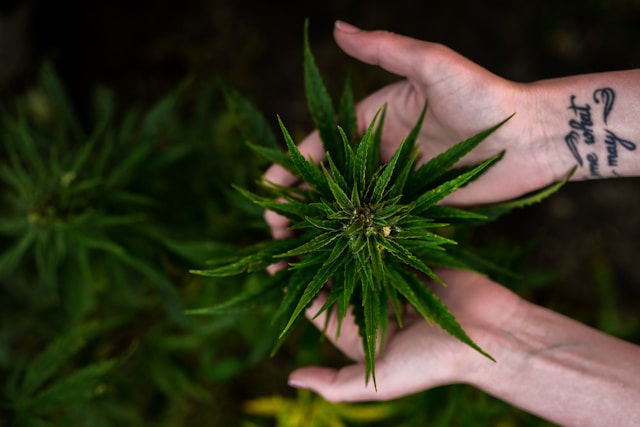 CBD Blüten Anwendung