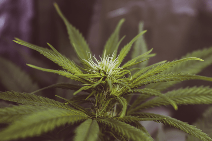 CBD Blüten für Anfänger: Das müssen Sie unbedingt wissen!