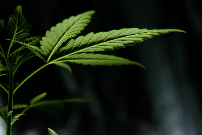  Irrtuemer CBD Blueten
