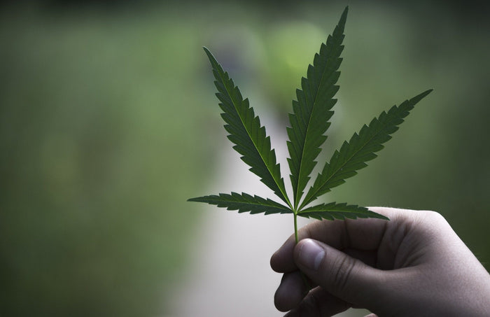 Die 5 größten Mythen über CBD (und Hanf)
