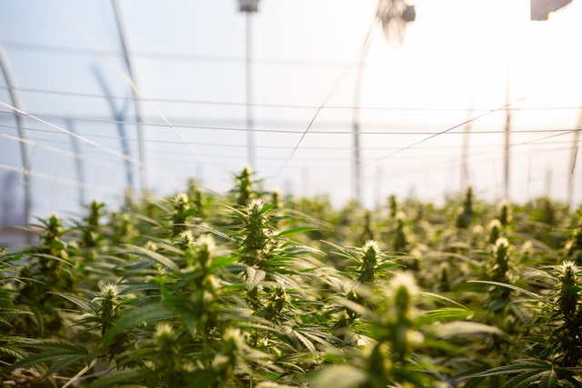 Fehler CBD Blüten Kauf