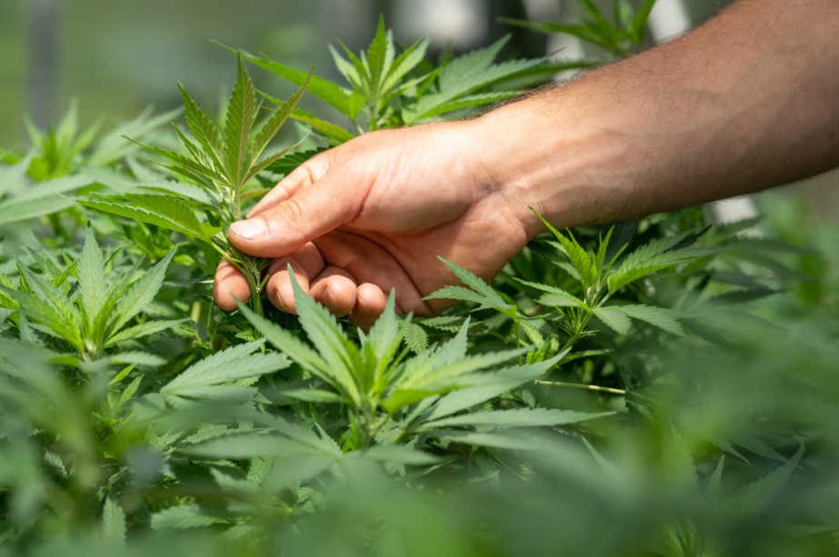 5 mythen CBD Öl 