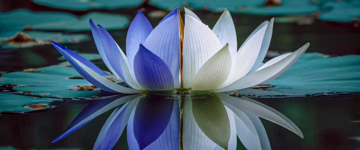 Blauer Lotus