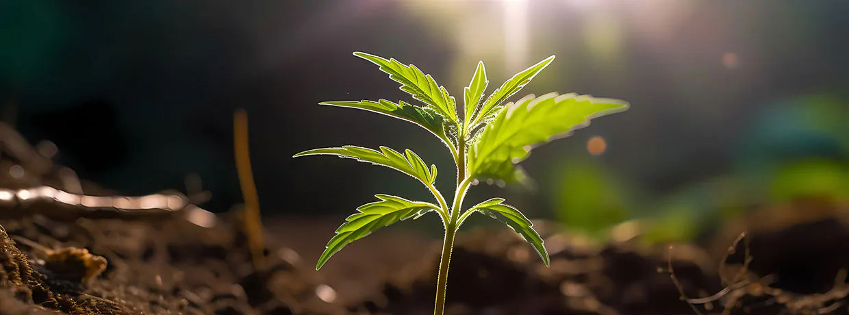 Stecklinge Cannabis Hanf