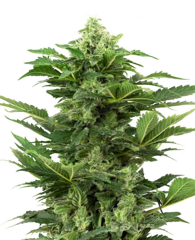 Afghan Pearl CBD Automatic Cannabissamen von Sensi Seeds mit ausgewogenem THC-CBD-Verhaeltnis von 1:1 bis 2:1