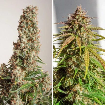 Auto Orange Bud Samen