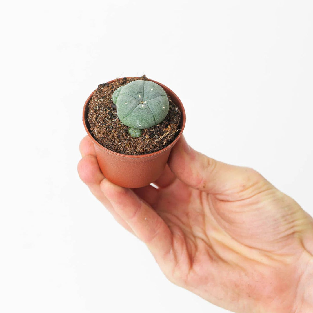 Peyote Cacti Grow Kit