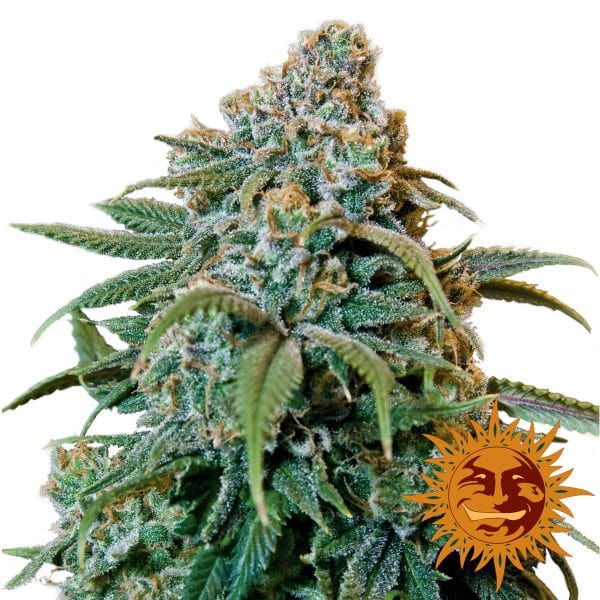 Liberty Haze Cannabis Samen