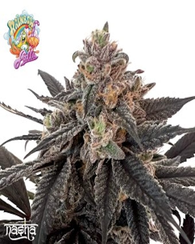 Rainbow Falls Nasha Seeds