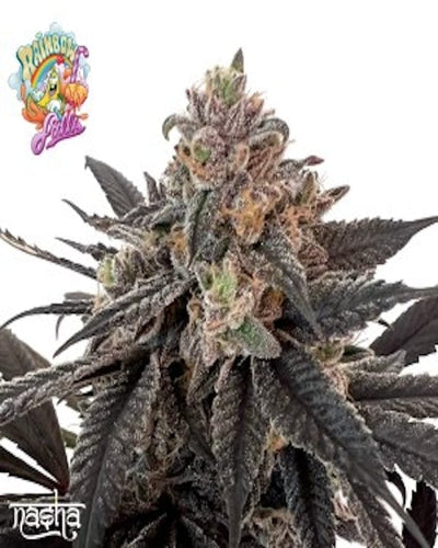 Rainbow Falls Nasha Seeds