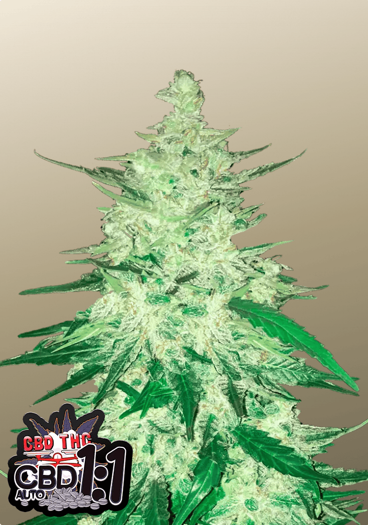 CBD Auto 1:1 Cannabissamen von Fast Buds, ausgewogene Autoflower mit gleichen Teilen THC und CBD