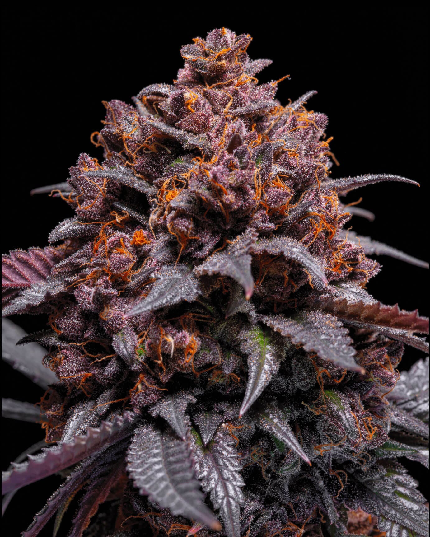 Tropical Z