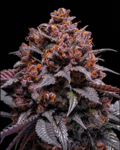 Tropical Z