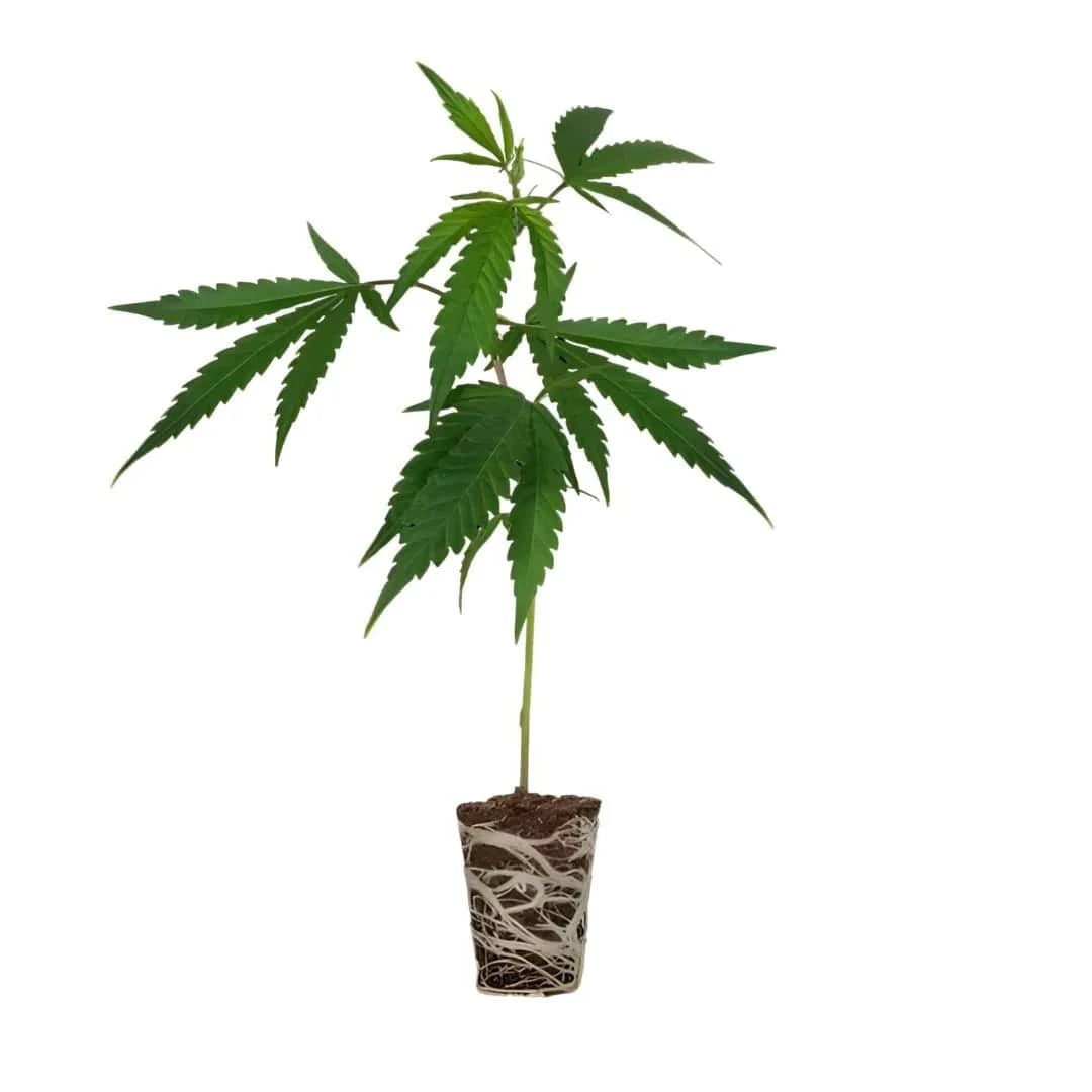 Amnesia Core Cut Steckling – legendärer Sativa-Klon