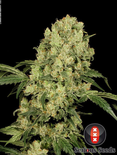 AK 47 Serious Seeds