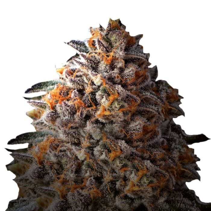Bruce Banner Growers Choice