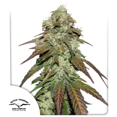 CBD Mazar Cannabissamen von Dutch Passion, indica-dominante CBD-Sorte mit kompakten harten Blüten