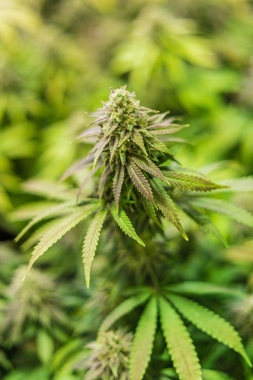 CBD Hasch Produktbild