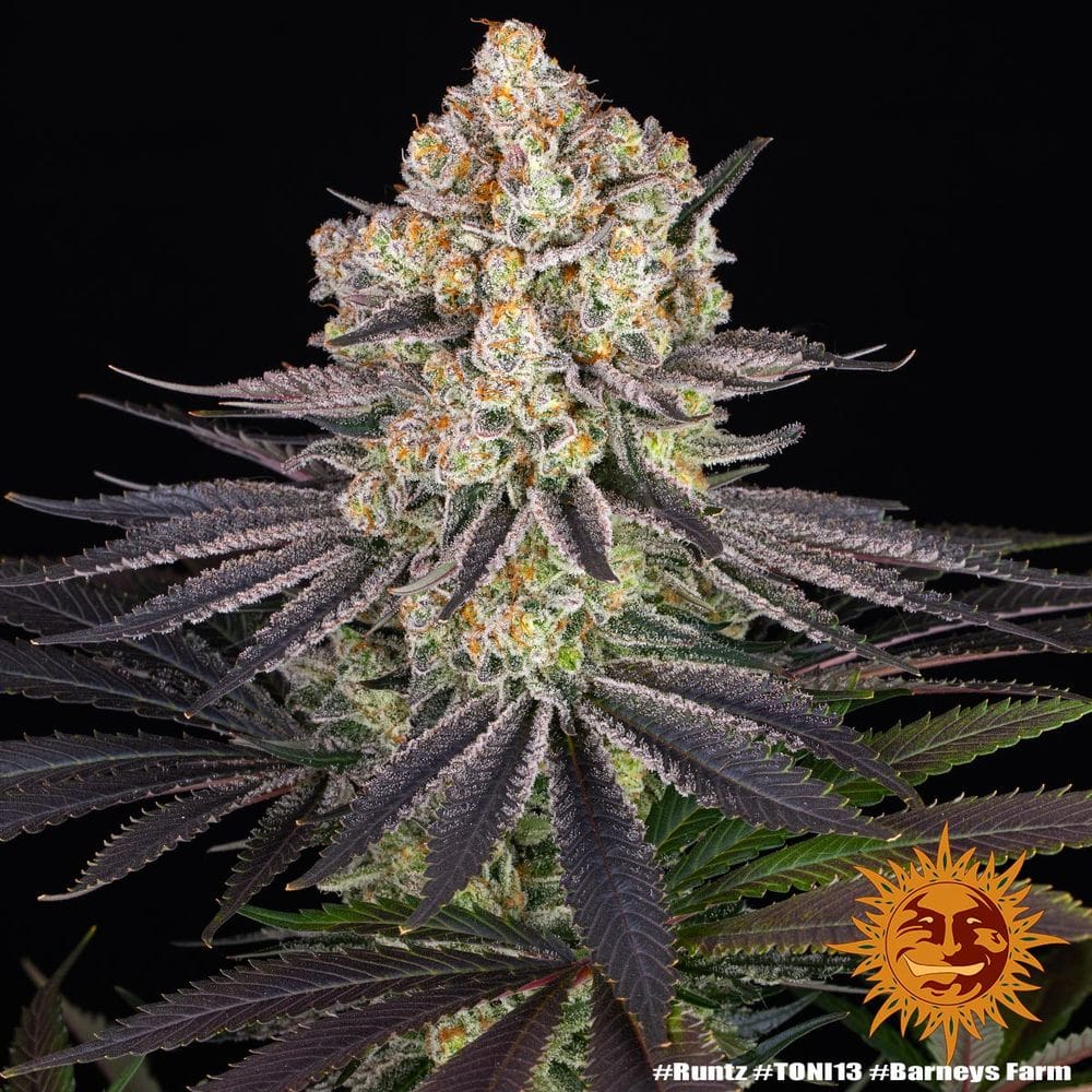 Runtz feminisierte Cannabissamen von Barney's Farm, Zkittlez x Gelato mit bis zu 29 Prozent THC